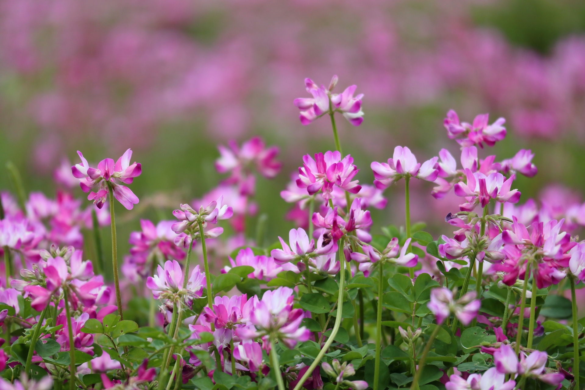 花 植物 レンゲ草 壁紙19x1280 壁紙館