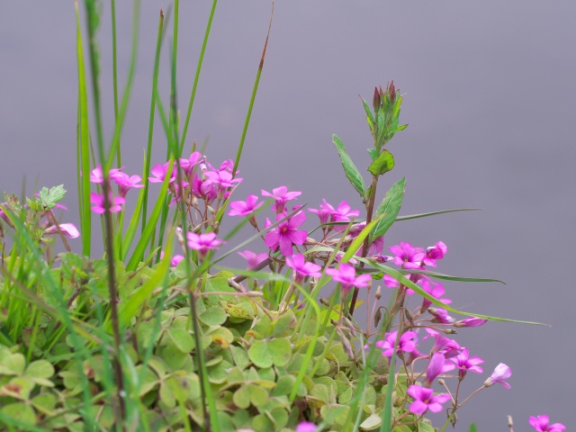 野の花