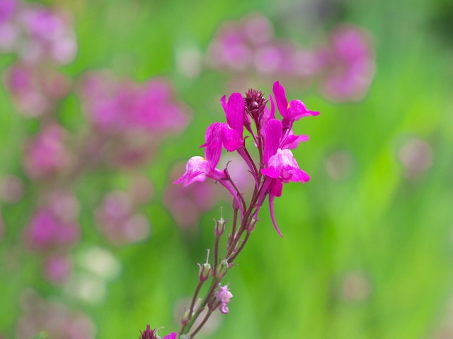 野の花