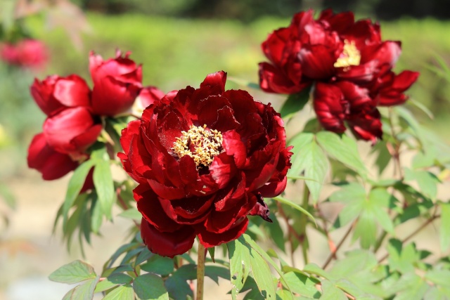 公園の牡丹の花