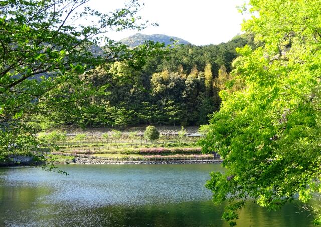 若葉の公園