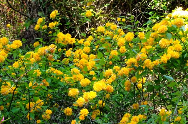 山吹の花