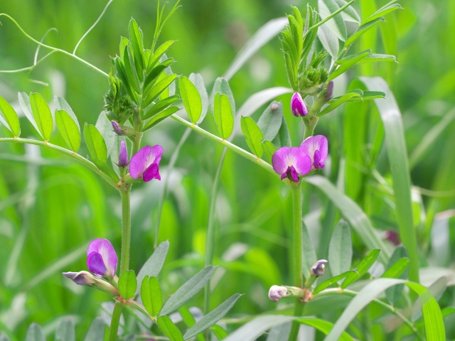 野の花