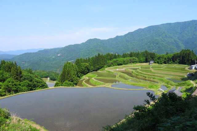 山里の棚田 春