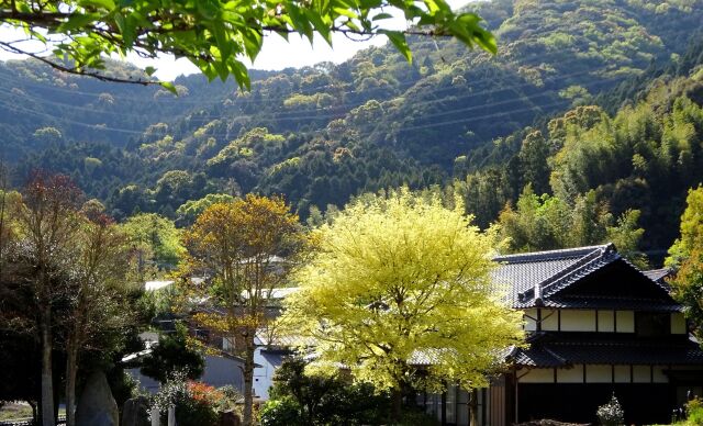 新緑の山村