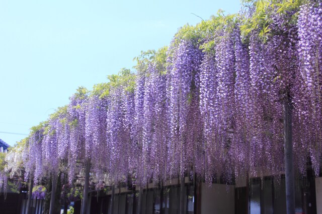 お寺の藤の花