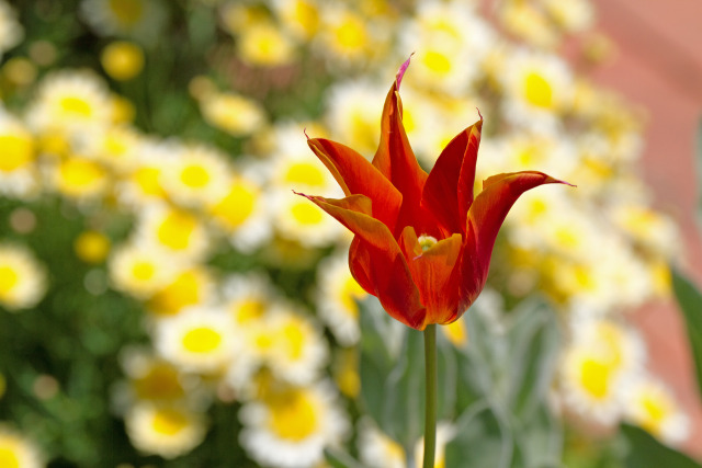 散歩道の花 2005-1-1