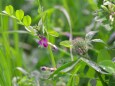 野の花