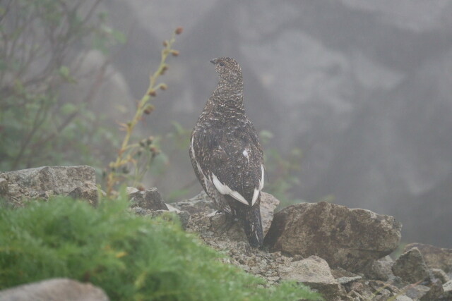 抜戸岳のママ雷鳥