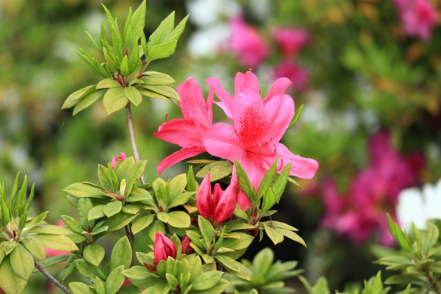 サツキの花