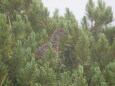 抜戸岳のチビ雷鳥