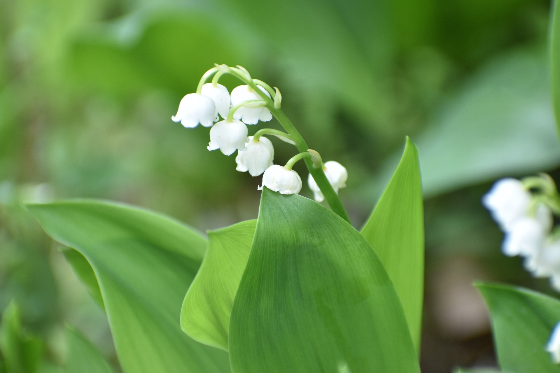 花 植物 スズラン 壁紙19x1280 壁紙館