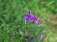 野の花