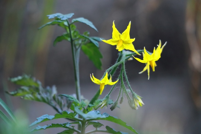 トマトの花