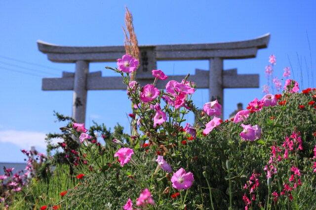 散歩道の花