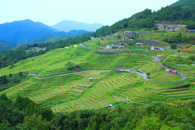 新緑の丸山千枚田