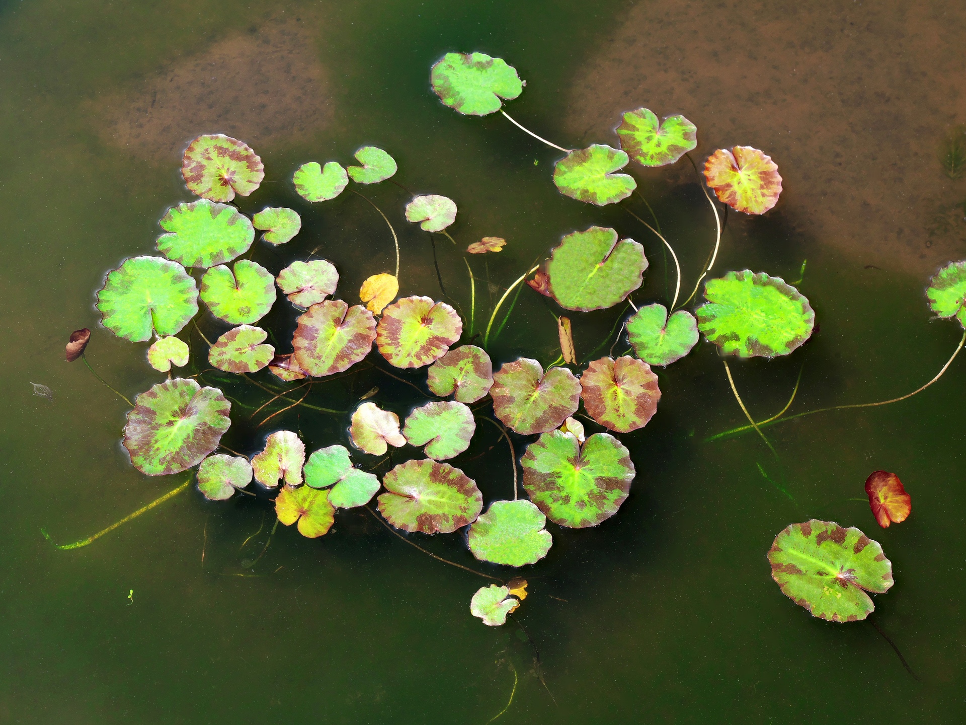 花 植物 スイレンの葉 壁紙19x1440 壁紙館