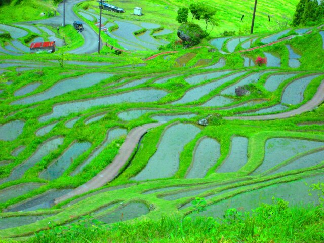 新緑の丸山千枚田