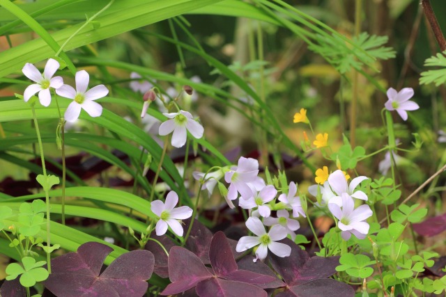 小さな草花