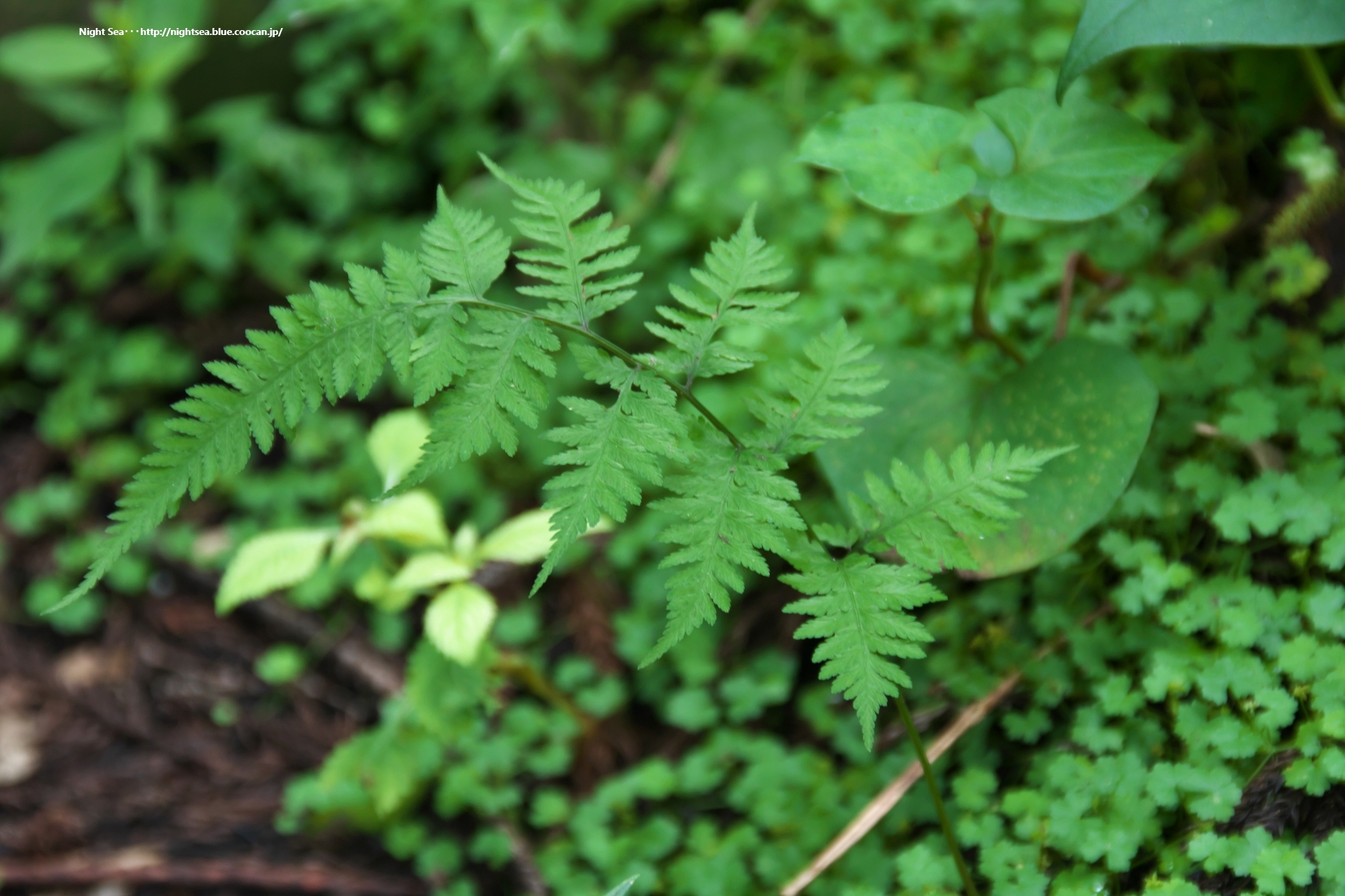 花 植物 雨の森にひっそりと 壁紙19x1280 壁紙館