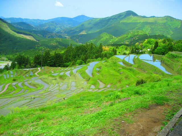 新緑の丸山千枚田