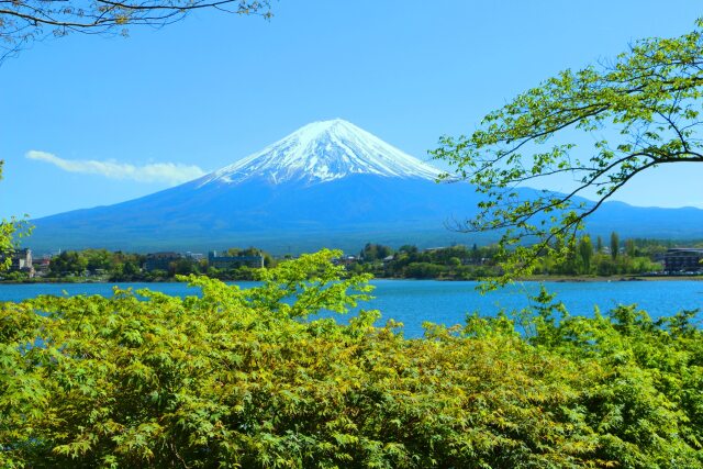 新緑と富士山