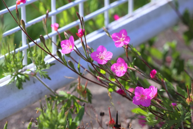 道端の草花