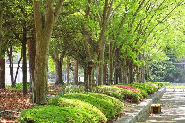 公園の散歩道