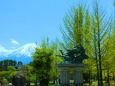 新緑と富士山