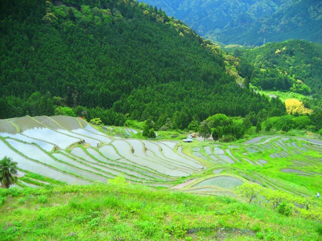 新緑の丸山千枚田