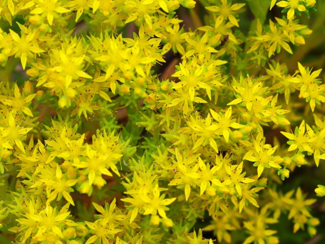 野の花