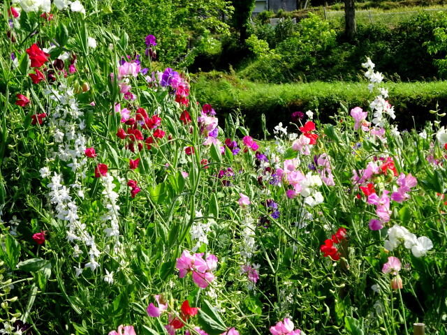 にぎやかに咲いている春の花