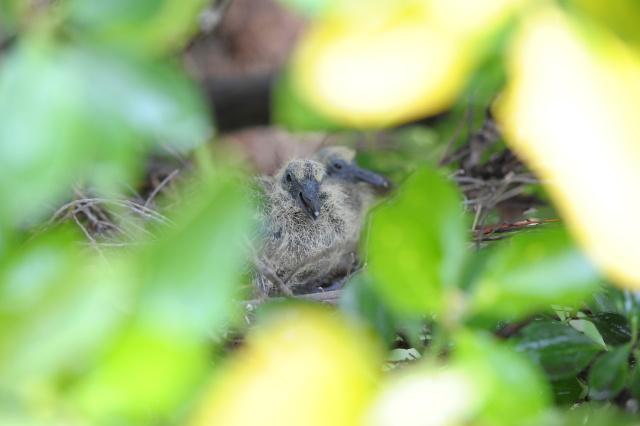 いたいた、山鳩のあかちゃん。