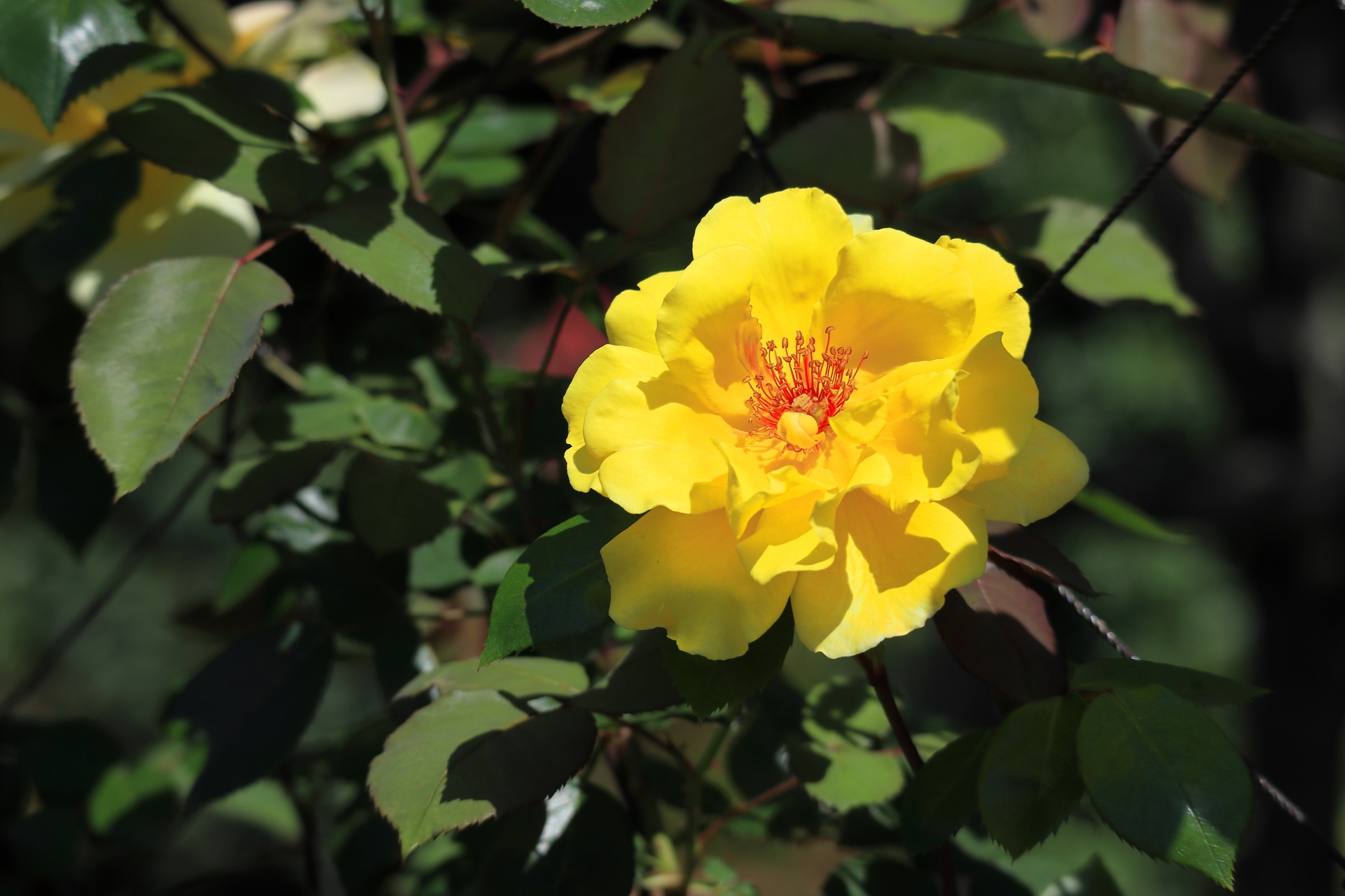 花 植物 公園の黄色いバラ 壁紙19x1280 壁紙館