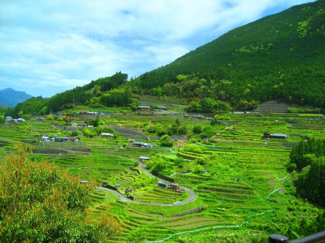 新緑の丸山千枚田