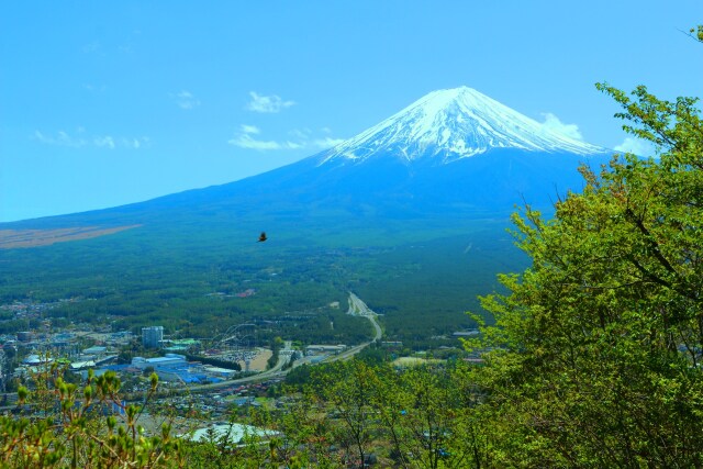 新緑と富士山