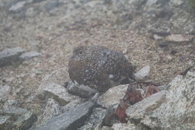 三俣蓮華岳の雌雷鳥