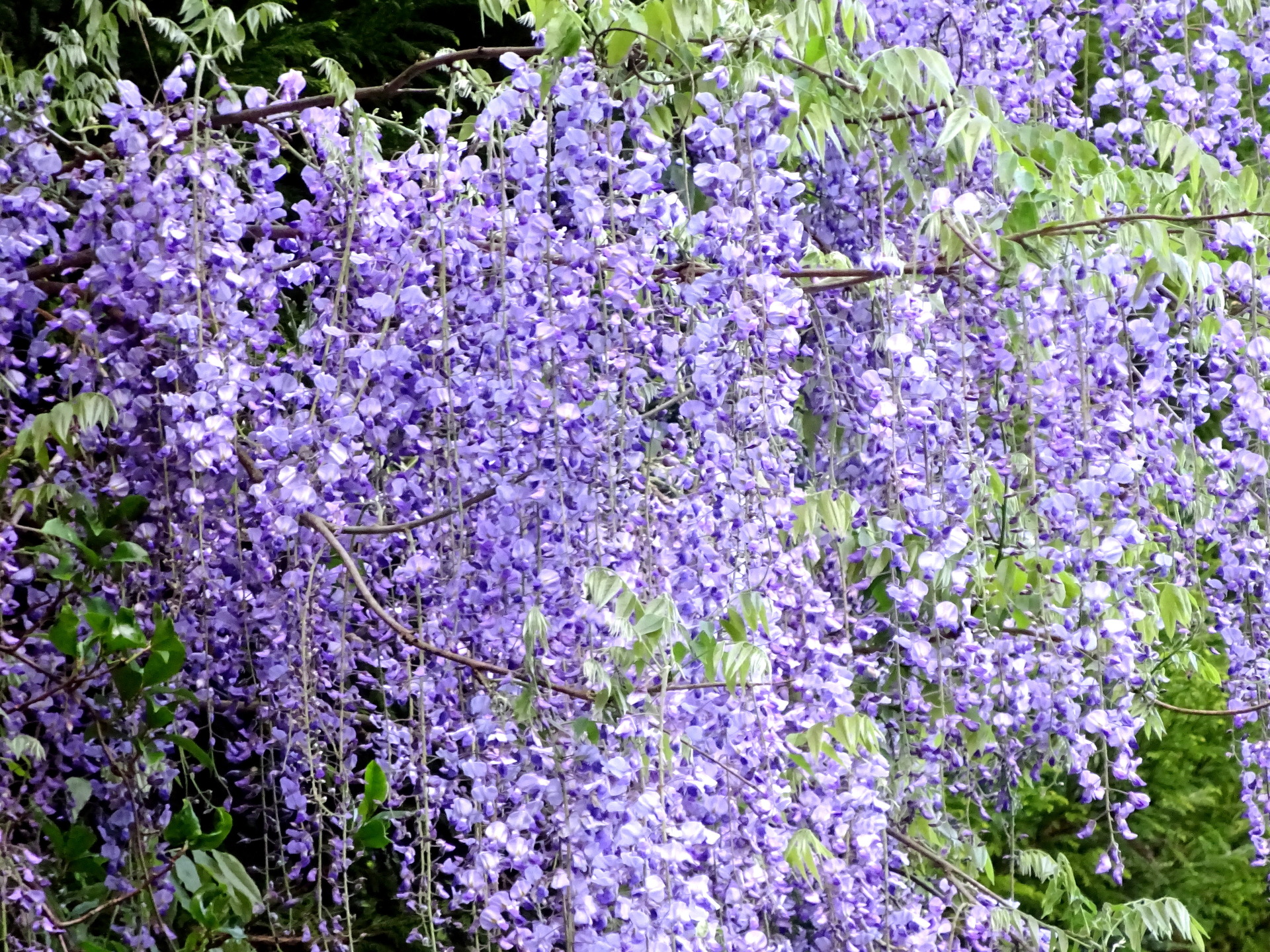 花 植物 山道に咲いている藤の花 壁紙19x1440 壁紙館