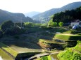 田植えの季節山村棚田