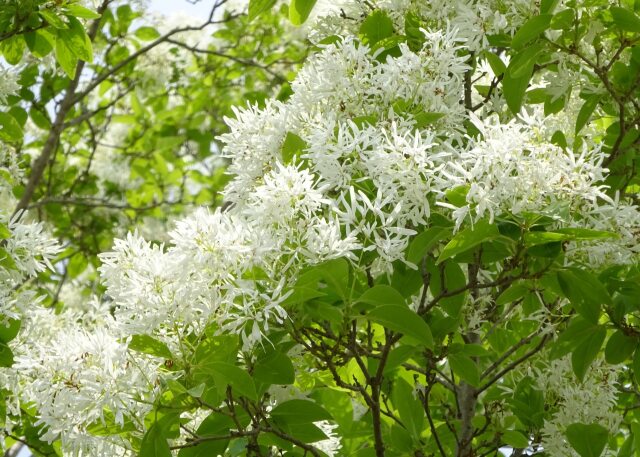 なんじゃもんじゃの花