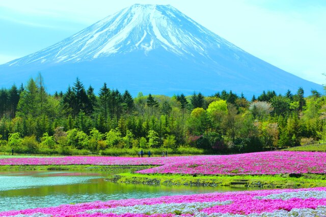 本栖湖芝桜と富士山