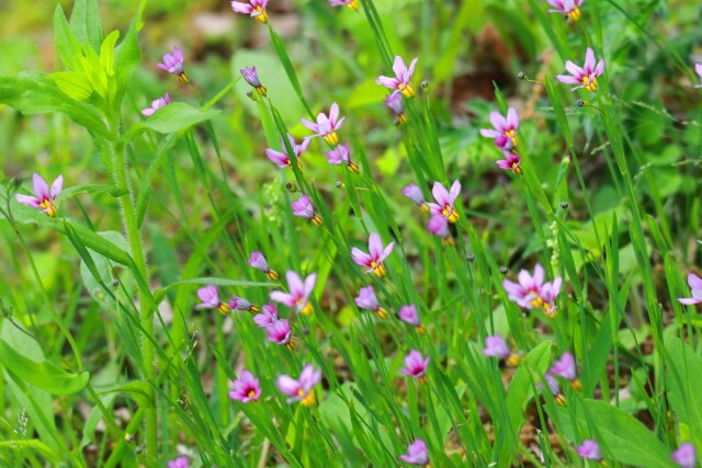 岸辺に咲く小さな花