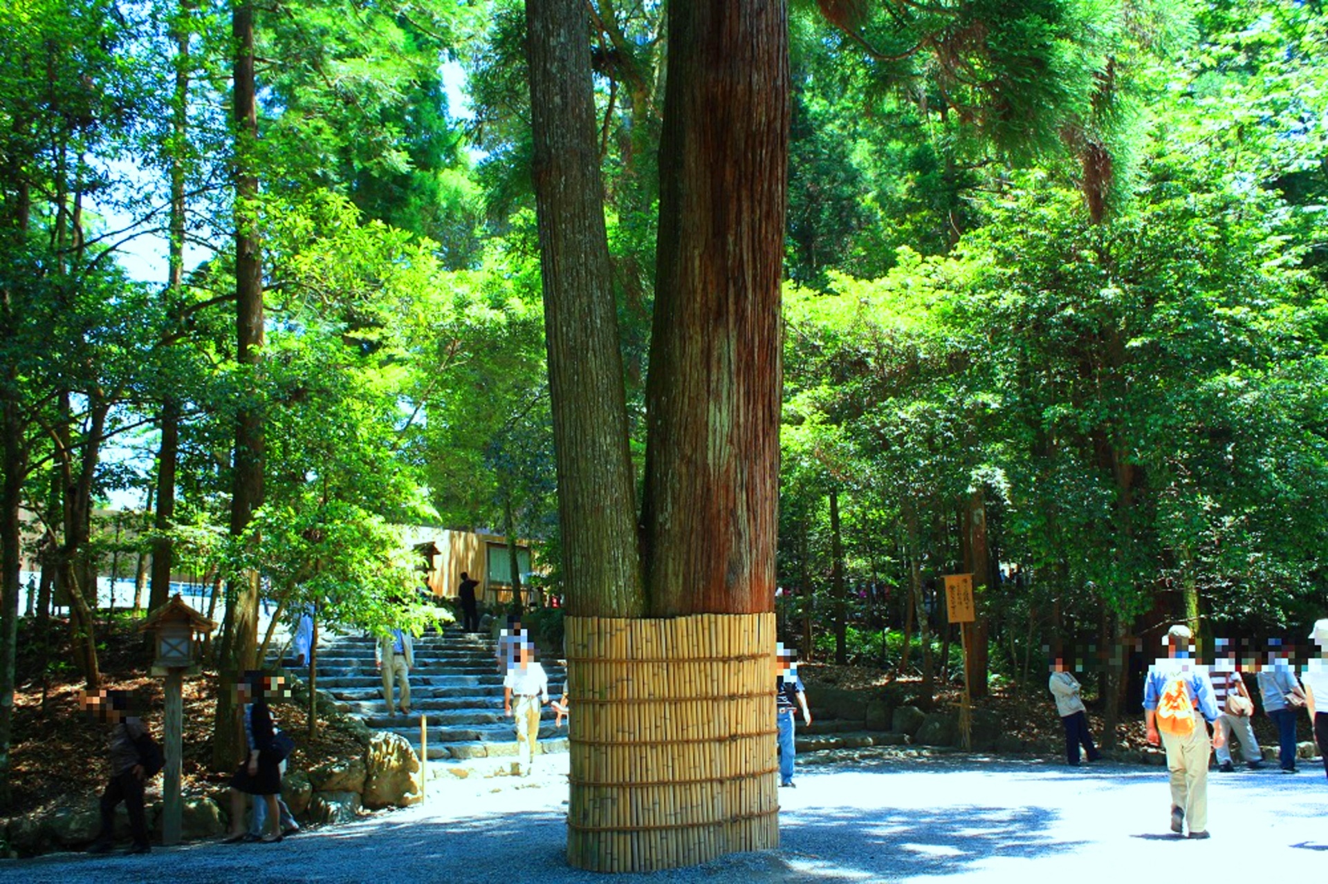 日本の風景 伊勢神宮の森 壁紙19x1279 壁紙館