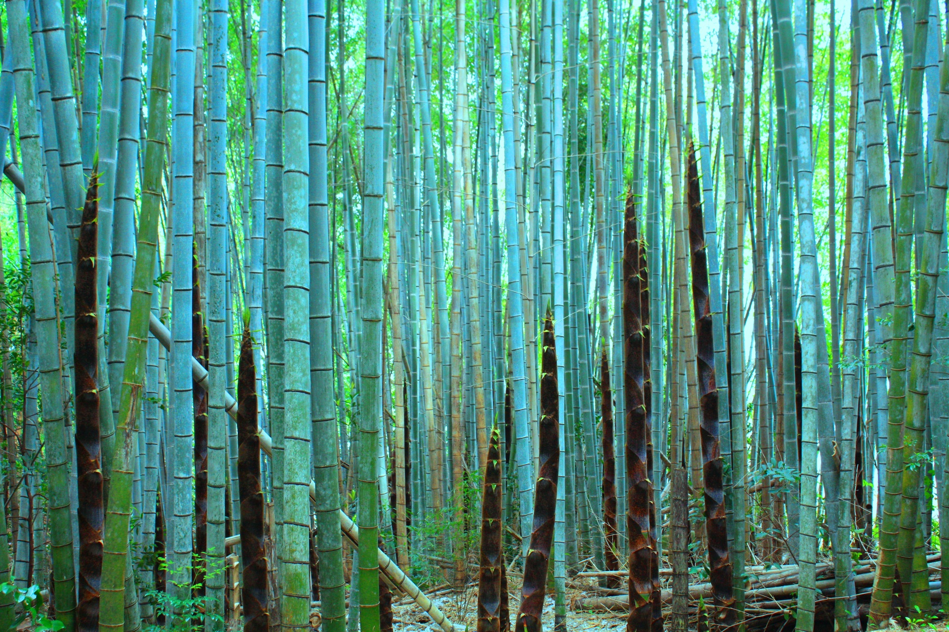 日本の風景 新緑の竹林とタケノコ 壁紙19x1280 壁紙館