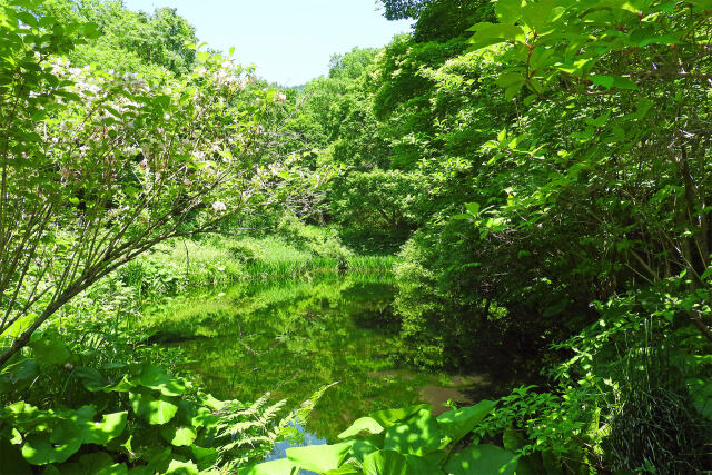 高原の湿原 瀞川平