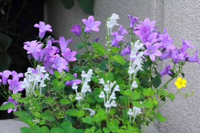 寄せ植えの花