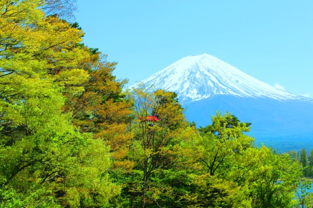 新緑と富士山