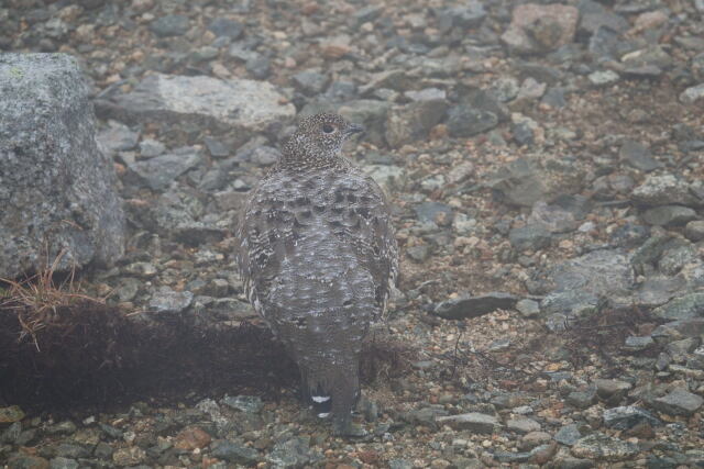 三俣蓮華岳の雌雷鳥4