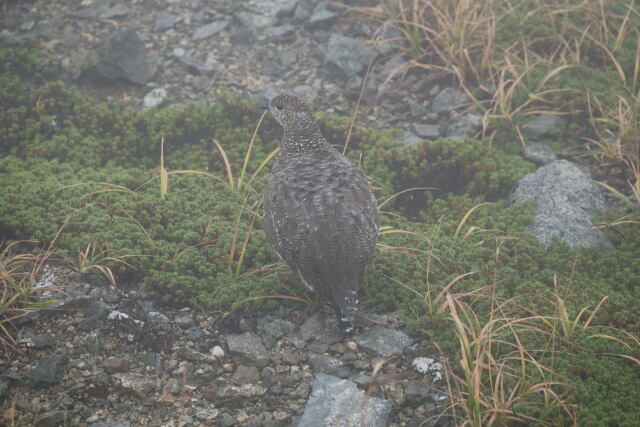 丸山の雌雷鳥