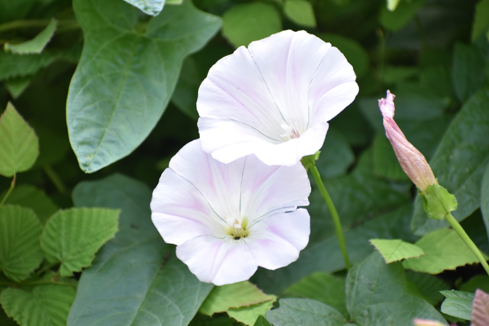 花 植物 昼顔 壁紙19x1280 壁紙館